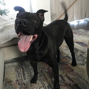 Meet your Posher, Benjamin